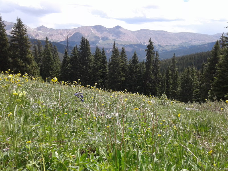 wide open view, great summer wildflowers, easy meadow stroll