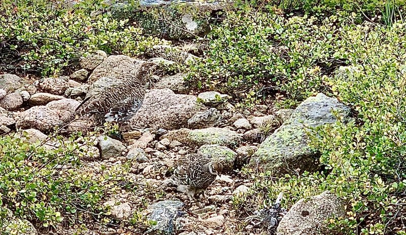 Grouse on a Sunday stroll foraging for pea gravel in the alpine tundra. Can you see them?