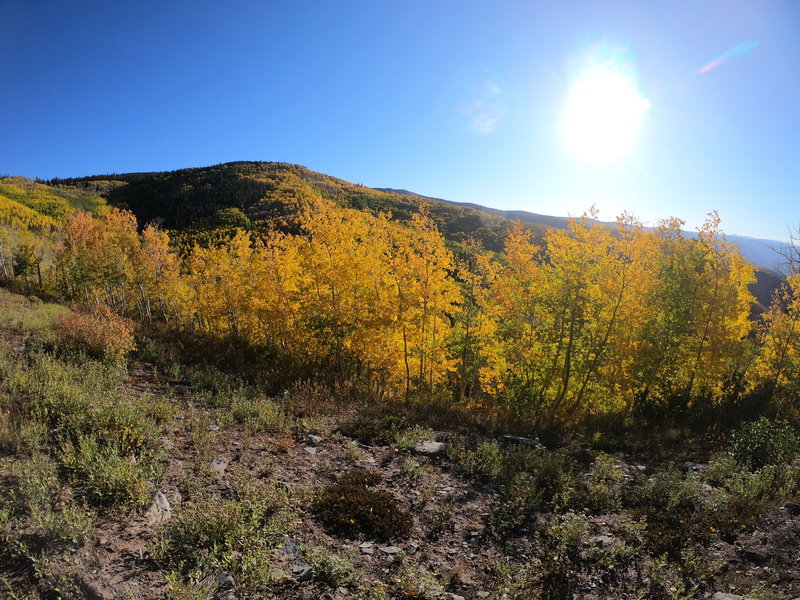 Morning light in the colors.