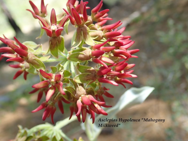 A rare type of milkweed that I photographed near the junction of the #44 and the Lemmon Rock #12 trails