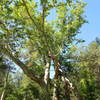 Gorgeous monster Sycamore tree near the junction of the Red Ridge #5 and Canada Del Oro # 4 trails