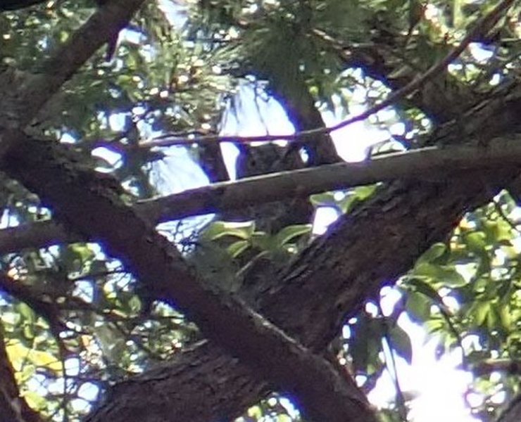 A Great Horned Owl that I was able to spot thanks to a mob of Scrub Jays harassing it in it's tree.