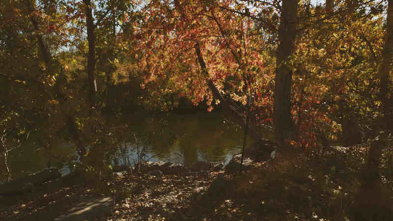 Leaves Turning in Oct 2019