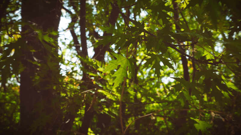 Great Forest Canopy