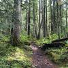 Trail to Pamelia Lake