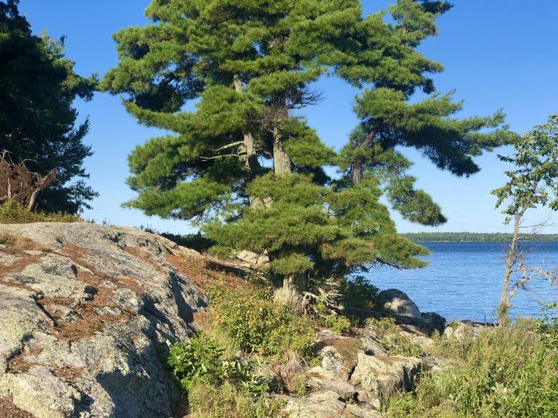 One of the islands on Kabetogama lake.