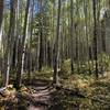 Strolling through the Aspen grove