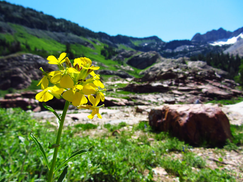 Blooms along the trail.