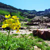 Blooms along the trail.