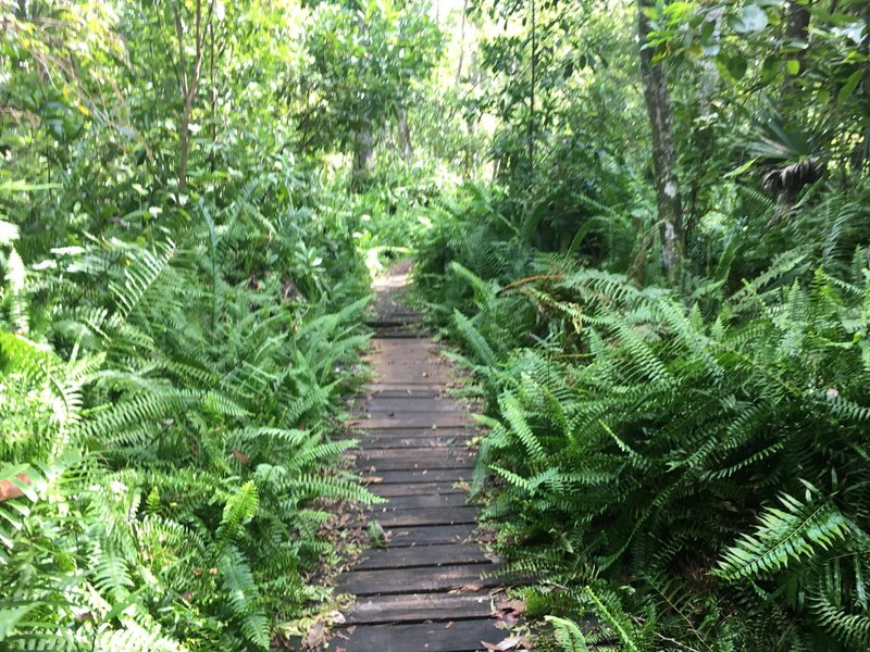 Ferns on the trail