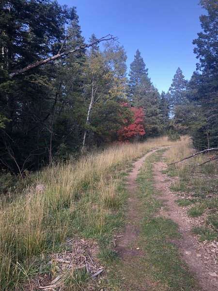 Pine Trail South T568
