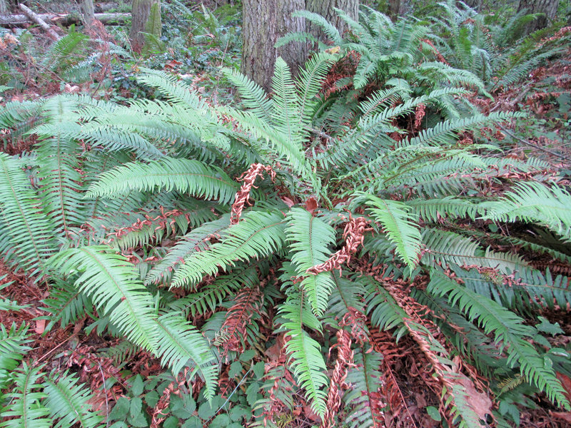 Forest floor covered in Broad Sword Ferns