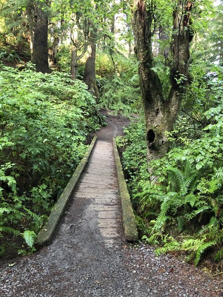 Awesome lil bridge on the trail