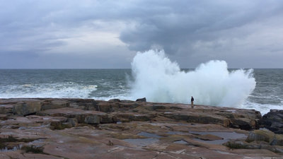 are dogs allowed at schoodic point