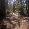 Pines Trail - North (T5688)