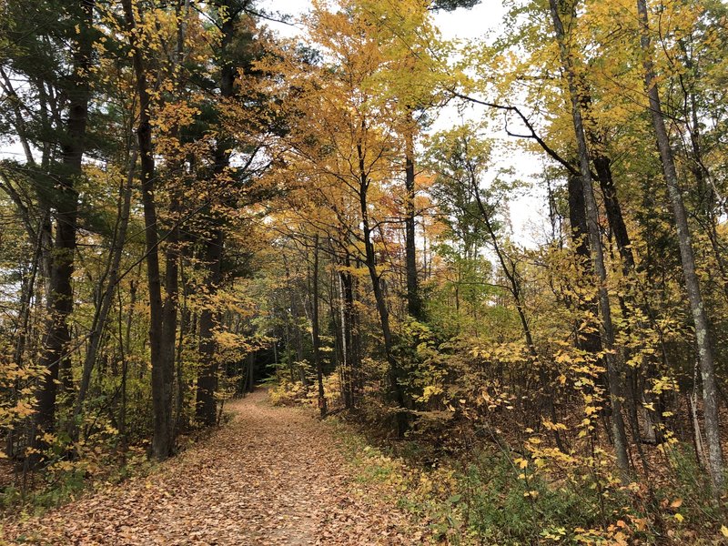 Tower Hill Pond Loop Trail