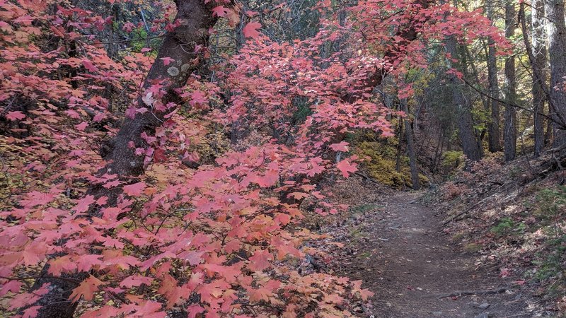 Maples in late October