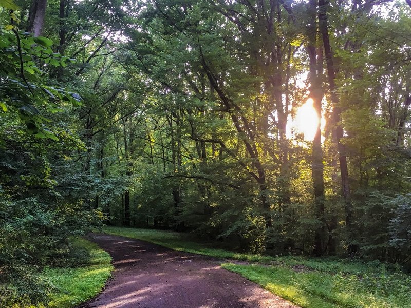 Shelby Forest Bicycle Trail in summer