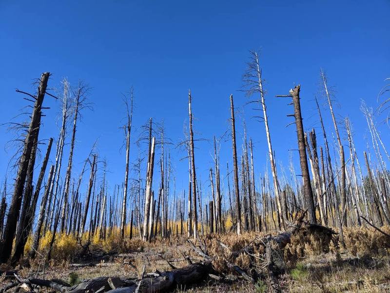 Heavy damage from 2011 Wallow Fire