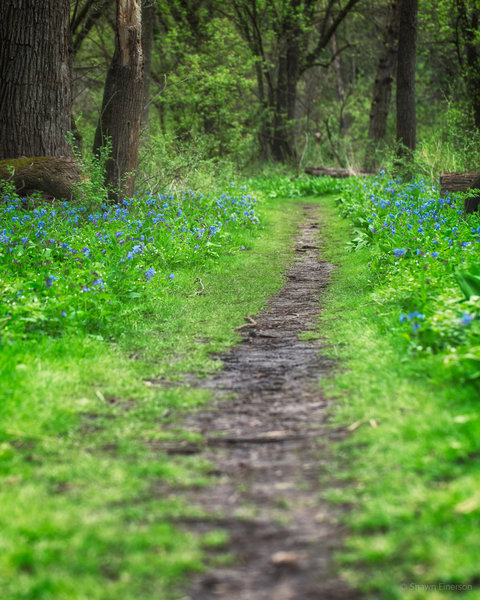 Bluebells blooming along the wildflower trail on Mother's Day weekend.