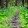 Bluebells blooming along the wildflower trail on Mother's Day weekend.