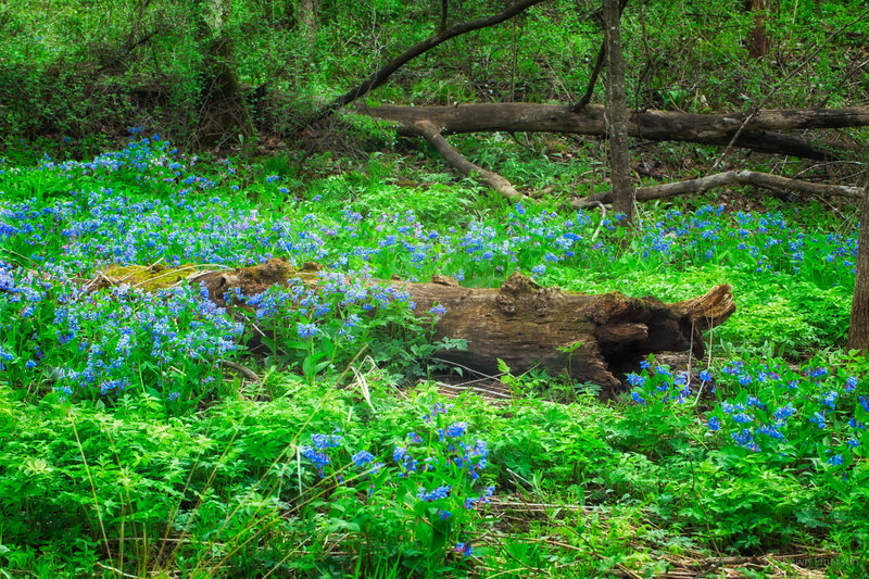 Bluebells surround a fallen log on Mother's Day weekend.