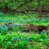 Bluebells surround a fallen log on Mother's Day weekend.