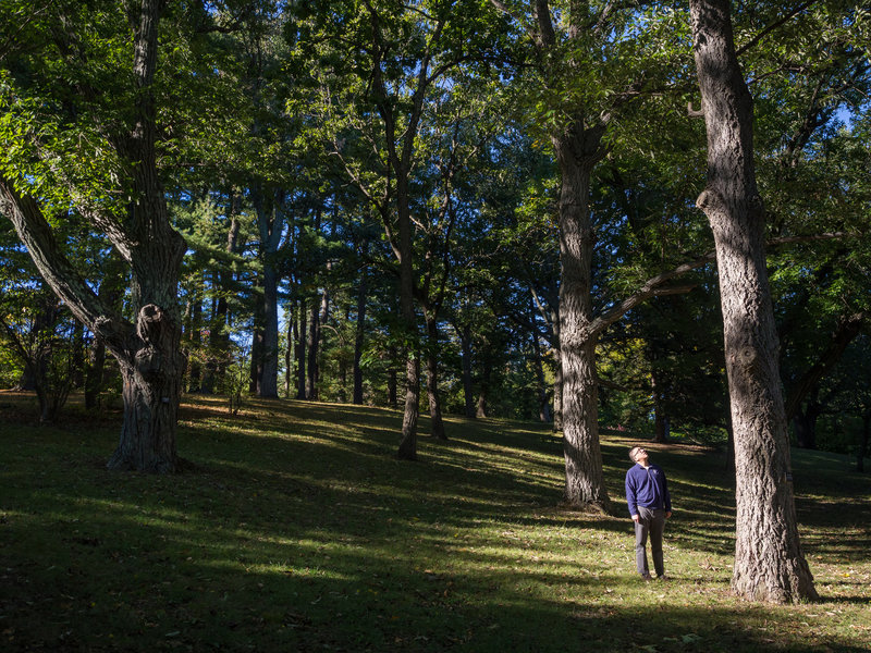 Marveling at the Trees