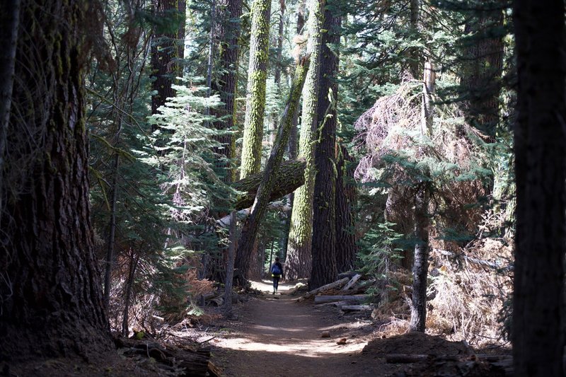 The trail meanders through a forest of pines where light finds its way to the forest floor in various nooks and crannies.