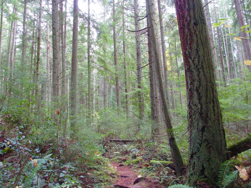 The North Loop Trail