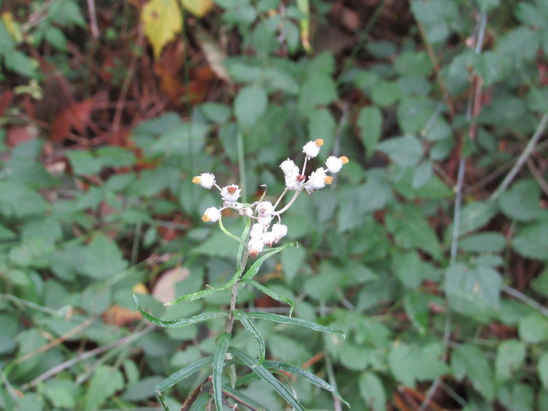 Western Pearly Everlasting