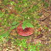 Lots of mushrooms on this shady trail