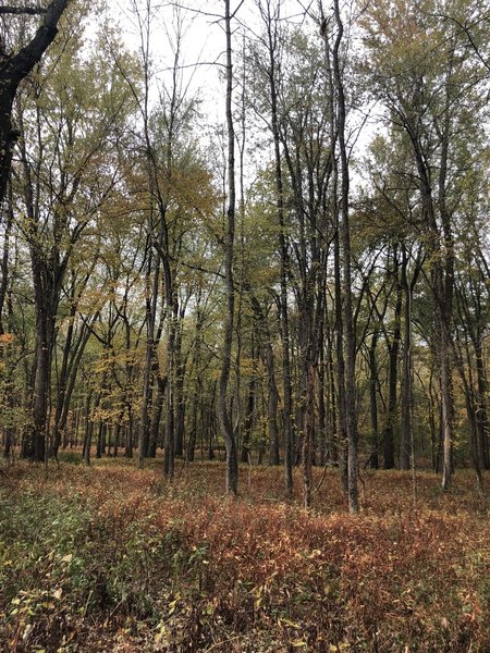 River Trail, Ramapo Reservation