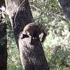 A Nasua narica, or White Nose Coati, that I startled while hiking the #4 Canada Del Oro trail.