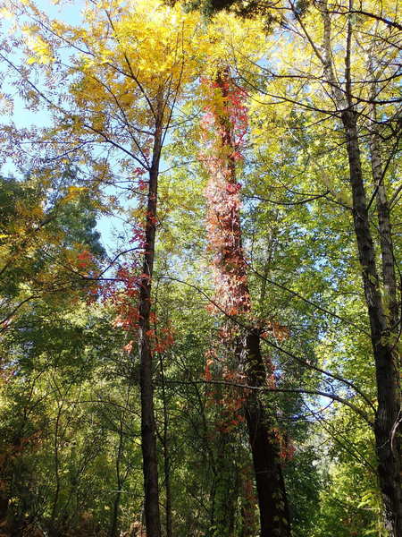 This canyon trail is a great place to see fall colors too. It truly offers a little of everything.