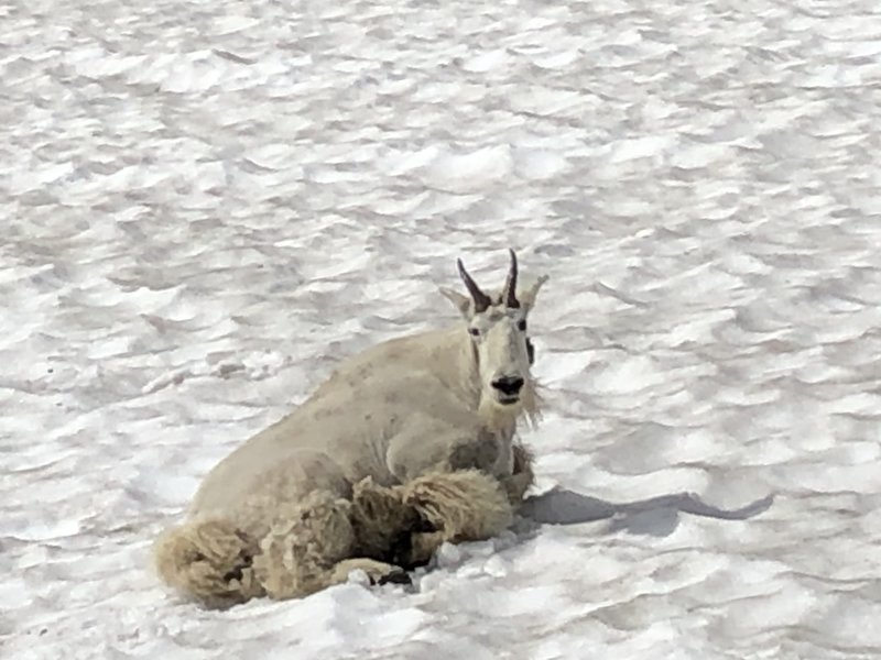 Mountain goat on the trail