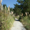 The trail turns to gravel and pampas grass grows along the trail as it reaches the turn around point.