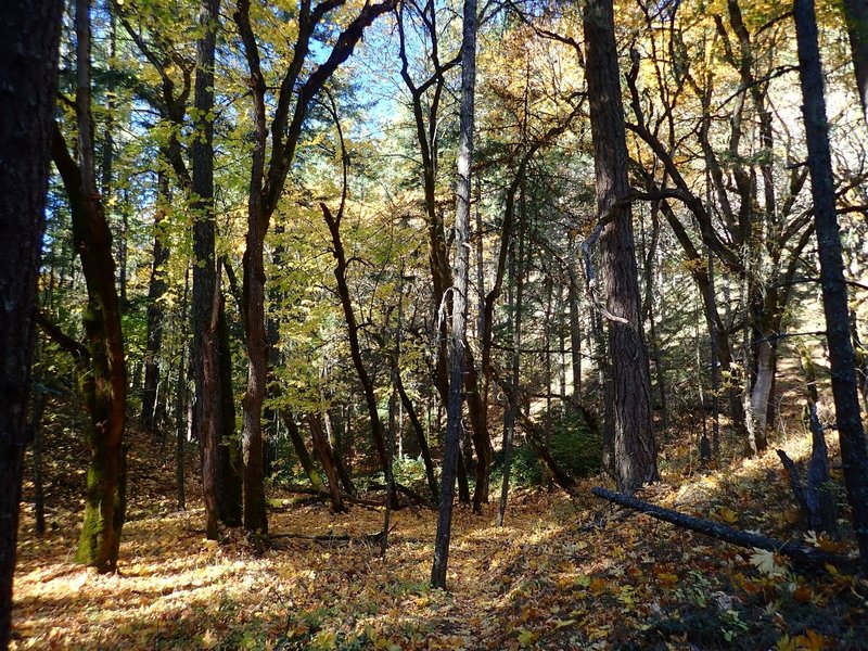 The trail passes through stands of big leaf maples.