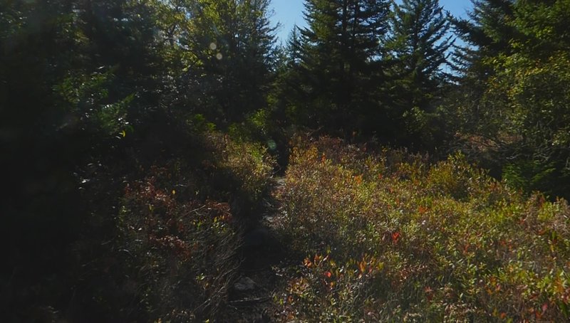 Hidden Passage Trail northern terminus at Trail #517