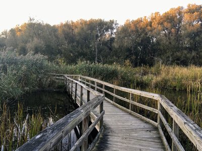 are dogs allowed at birdsong nature trails orchard park