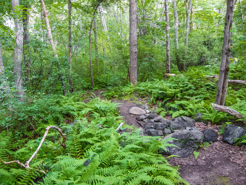 Beaver Brook trail.