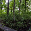 The vines on the tall trees make this area look very rainforest like.