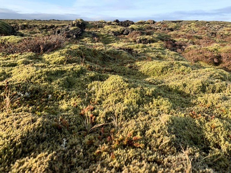 Heading over the moss-covered lava fields.