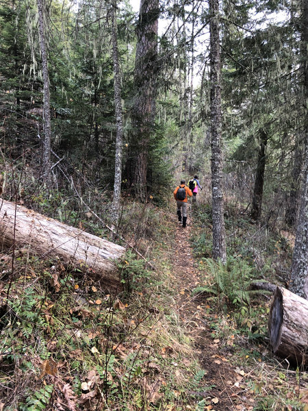 Fall hiking conditions on the Buck Creek Trail