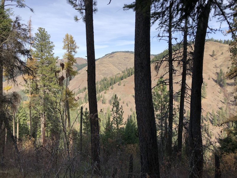 Looking across Buck Creek canyon at Nine Mile Ridge