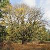 Huge Maple Trees