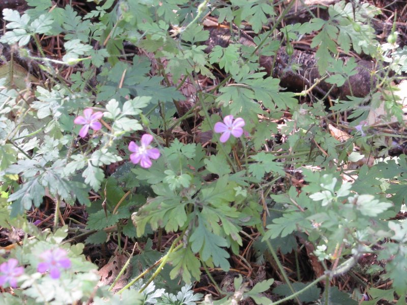 Geraniums