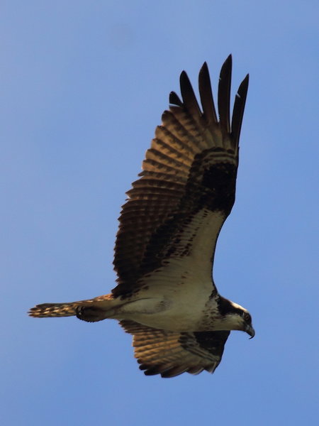 Osprey Above Little Seneca Lake 2