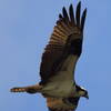 Osprey Above Little Seneca Lake 2