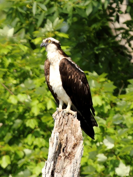 Osprey in Black Hill Park